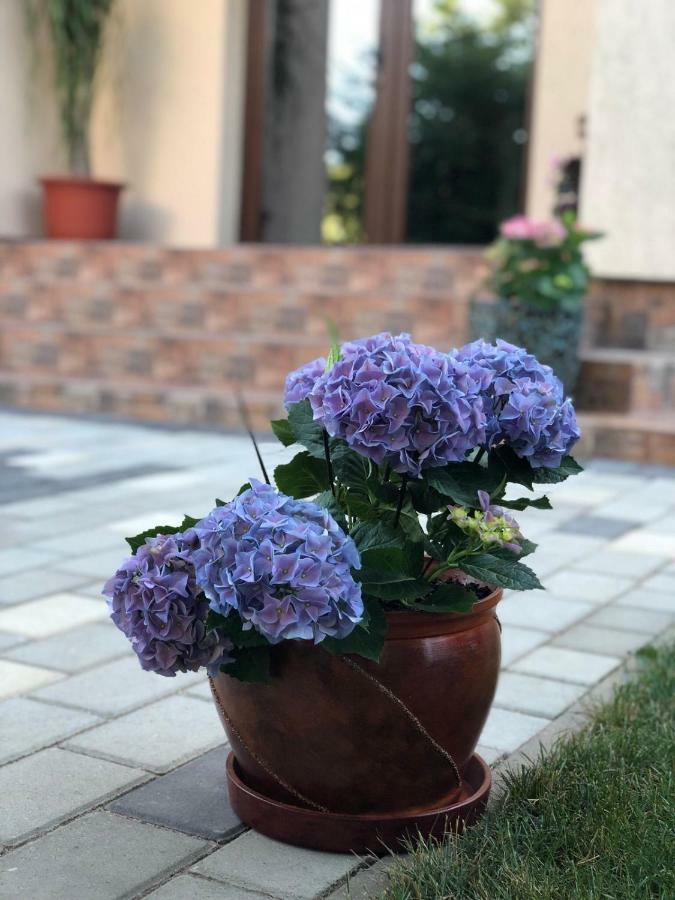 Eden Blue Otel Costinești Dış mekan fotoğraf